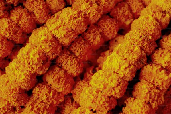 New Cryo-EM Session Opens for External Users